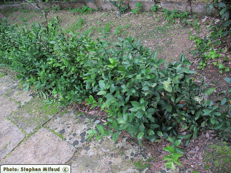 Ruscus hypophyllum (Greater Butcher's Broom) : MaltaWildPlants.com ...